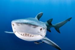 Мальчик поймал 314-килограммовую акулу, эко-активисты отреагировали