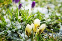 Прогноз погоды на 24 апреля: прохладно, ночью возможны заморозки