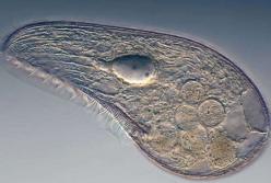 Ученые обнаружили возможного предка всех животных