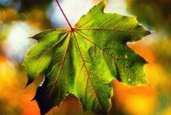 Прогноз погоды на 13 сентября: жара и чрезвычайный уровень пожарной опасности