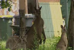 Злой кенгуру набросился на женщину и выбил глаз (фото, видео) 