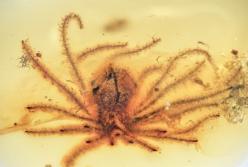 В Китае найдены окаменелости цветов, которым 100 млн лет