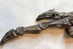 Археологи обнаружили окаменелого предшественника современных птиц 
