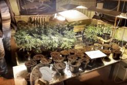 На Киевщине разоблачили "наркоаграриев", обустроевших в частном доме цех по выращиванию каннабиса