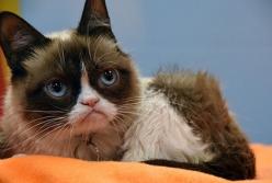 Умер самый известный кот в мире (фото)