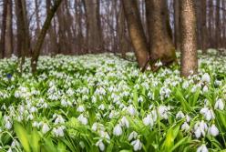 Прогноз погоды на 5 марта: непогода разделит Украину пополам