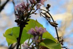 В Одессе расцвела сирень в середине декабря (фото)