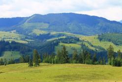 На Закарпатье нашли гриб-гигант (фото)