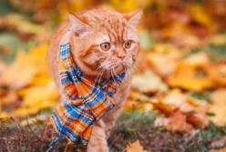 Прогноз погоды на 11 сентября: в Украине господствует "бабье лето"