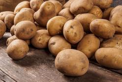 Названы полезные и вредные свойства картофеля