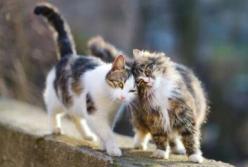 Прогноз погоды на 11 декабря: в Украине потеплеет