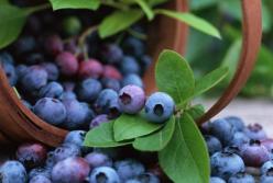 Ученые выявили уникальное свойство черники