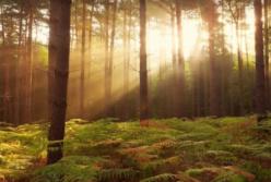 Найден лес возрастом почти 400 миллионов лет