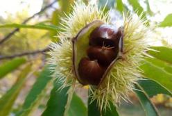 У ботанічному саду Гришка в Києві стартує «Школа садівника»: набір з 7 лютого