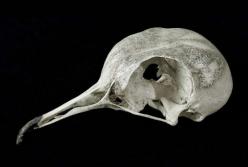 Палеонтологи обнаружили новый ископаемый вид птиц