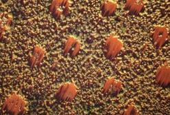 Раскрыта загадка "ведьминых кругов" в пустыне