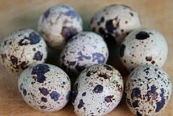 Названы полезные свойства перепелиных яиц