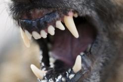 В Кировоградской области бешеная овчарка покусала трех человек 