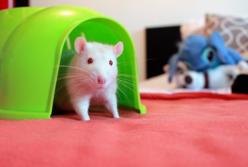 Назван главный символ Нового года-2020 (фото)