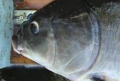 Ученые нашли 112-летнюю пресноводную рыбу (фото)