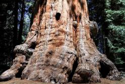 В Греции нашли дерево, которому 20 миллионов лет