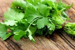 Медики рассказали о пользе кинзы