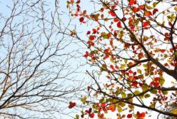 В Украину после первого снега придет потепление