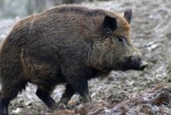 Дикий кабан ворвался в McDonald’s (видео)