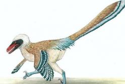 Ученые открыли новый вид динозавра-птицы