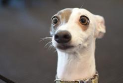 Ученые доказали, что владельцы собак живут дольше и реже болеют