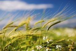 Прогноз погоды на 8 августа: жара и сильный ветер