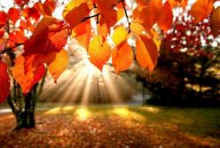 Прогноз погоды на 11 октября: потеплеет до +20 градусов (карта)