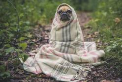 Ученые рассказали, чего боятся домашние питомцы 