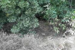 На Днепропетровщине нашли труп пропавшей девушки