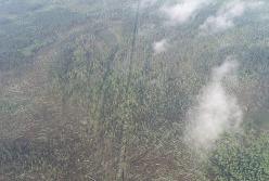 Мощный смерч под Житомиром повалил десятки гектаров леса (фото, видео)