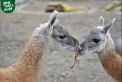 В Киевском зоопарке появилась пара новых питомцев (фото)