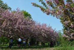 Прогноз погоды на 28 апреля: в Украине будет тепло и солнечно