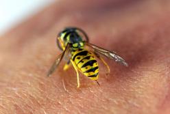 В Італії українця вбив рій ос: вони його переслідували, чоловік втопився у морі