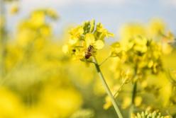 Прогноз погоды на 14 мая: в Украине тепло и дождливо