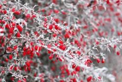 ​Прогноз погоды на выходные 25–26 декабря