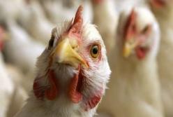Беларусь запретила импорт птицы из Украины