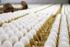 Украина впервые за годы независимости импортировала яйца из Беларуси