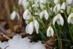 Прогноз погоды на 25 марта: на западе – солнце, на востоке – дождь