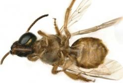 Ученые нашли первую живую пчелу-гермафродита