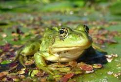 Ученые рассказали о странной особенности лягушек