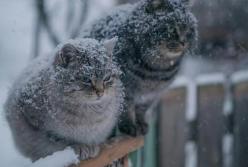 Прогноз погоды на 31 декабря: в Украине будет тепло и ветрено