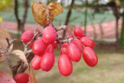 Медики назвали продукт, который нормализует артериальное давление