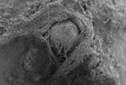 Ученые нашли нить возрастом 50 тысяч лет