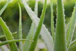 Врачи рассказали, какие продукты убирают лишний сахар в крови