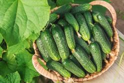 Врачи назвали летний овощ, который понижает давление и холестерин